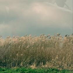 Reed by Lake, Coldstream