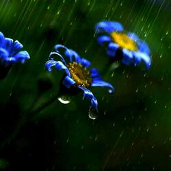 Sparkling Rains