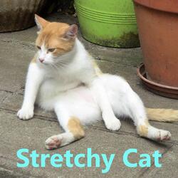Stretchy Cat