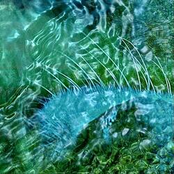 Fish Swim