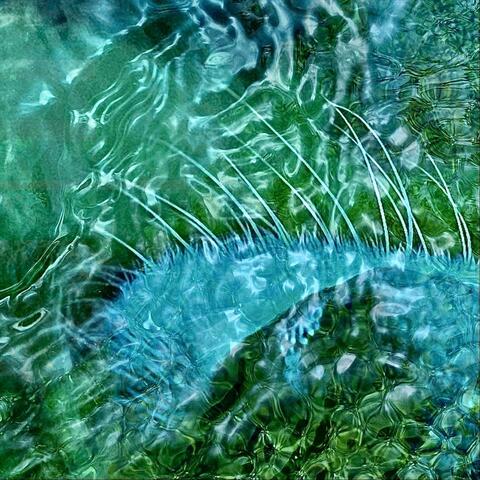 Fish Swim