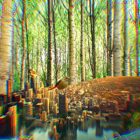 The Pond in the Forest