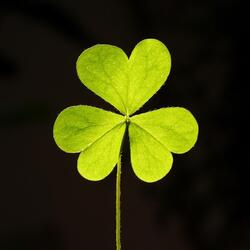 Here in This Heart of Mine