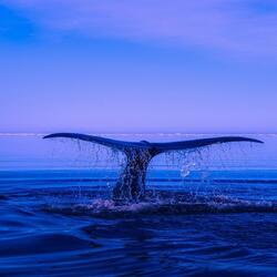 las ballenas