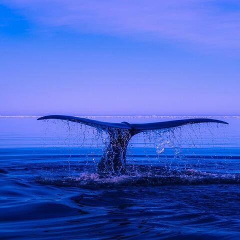 las ballenas