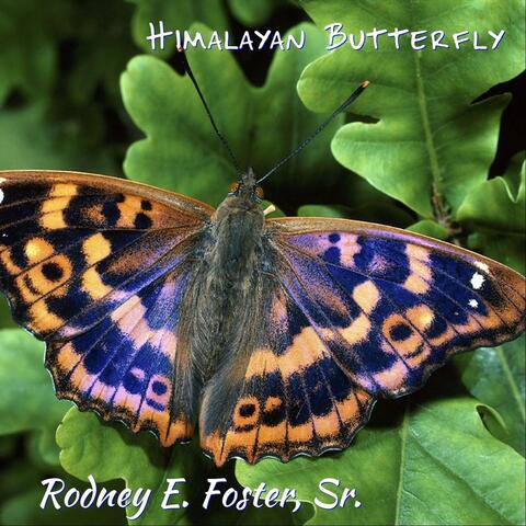 Himalayan Butterfly