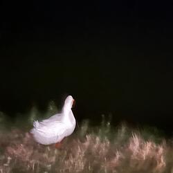 Of Rhythmic Disquiet