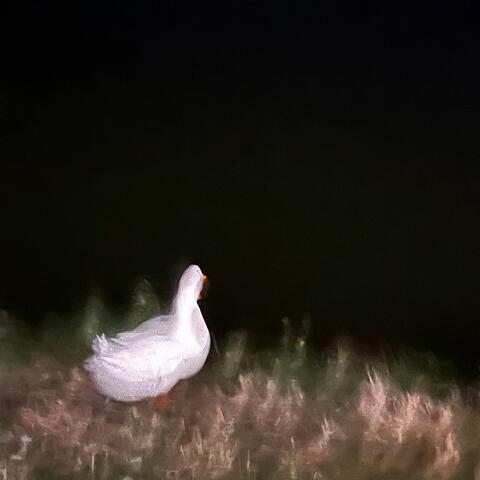 Of Rhythmic Disquiet