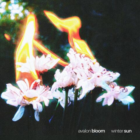 Winter Sun