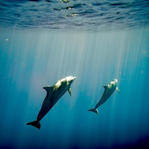 Swimming with Dolphins