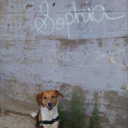 Sophia