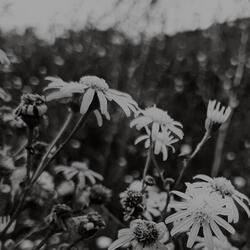 Fragile