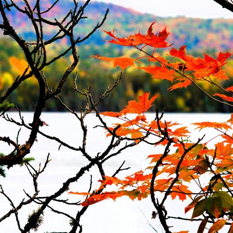 Autumn Fantasy Music for Medieval Lute, Celtic Violin, Folk Flute & Guitar