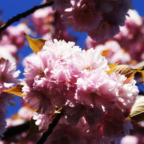 Ten Easy Rags for Piano