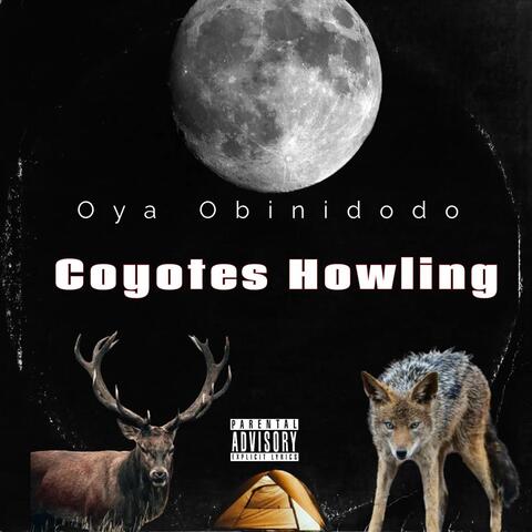 Coyotes Howling