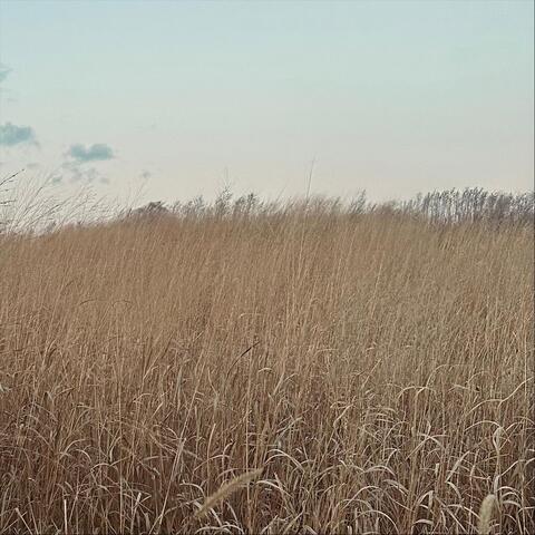 Grass