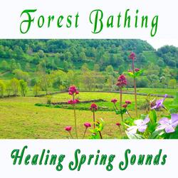 Begin Your Day with the Positive Energy of Healing Nature Sounds - Fresh Morning Forest Ambience#5a