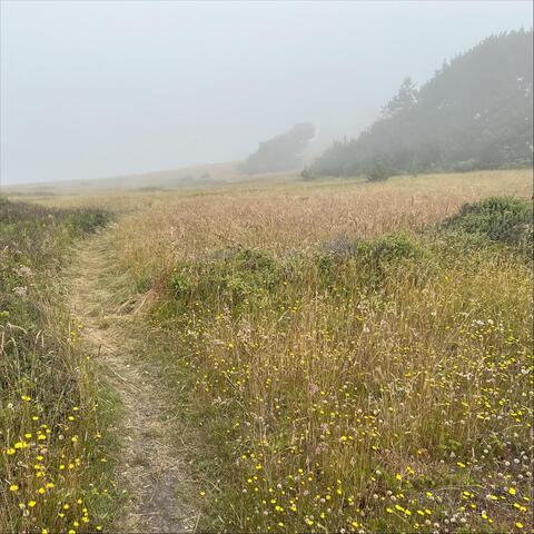 Walking the Old Track