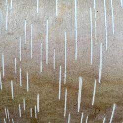 The Words I've Said Before