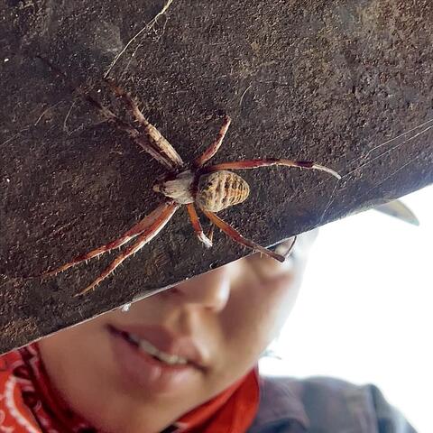 Of Haters, Biters, Flies and Spiders