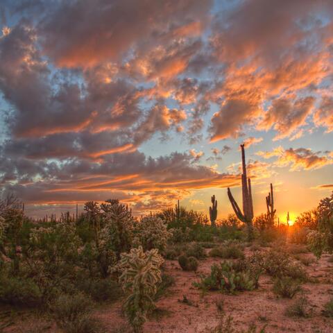 Desert Twilight