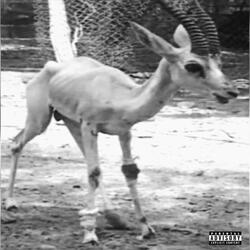 GAZELLE