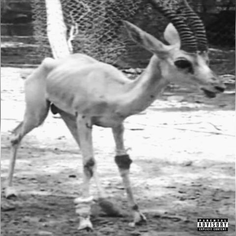 GAZELLE