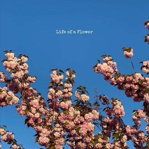 Life of a Flower