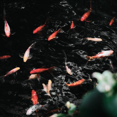 Koi Fish in Resonance