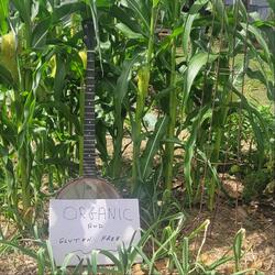 It Ain't Much-- - But It's All I've Got