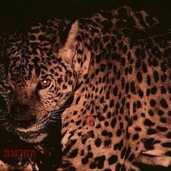 Ruina