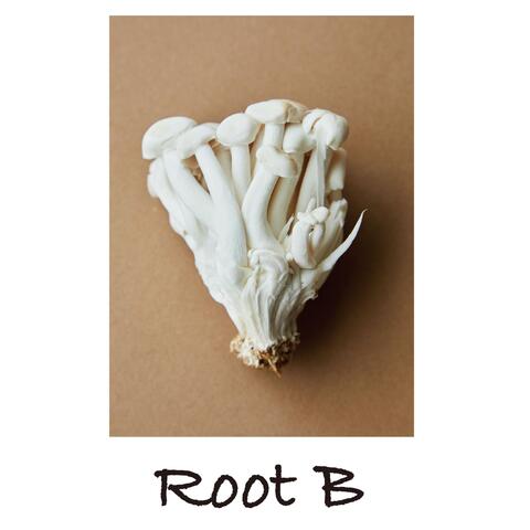 Root B