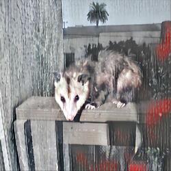 Meaningless Assimilation of the Non-Existent