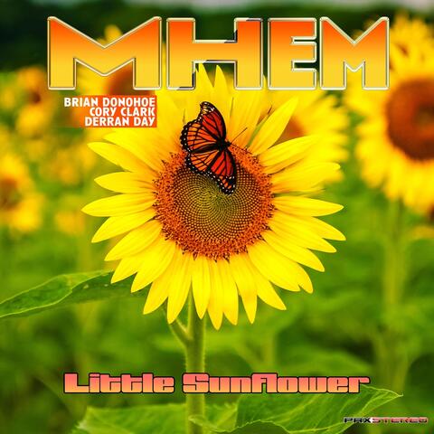 Little Sunflower
