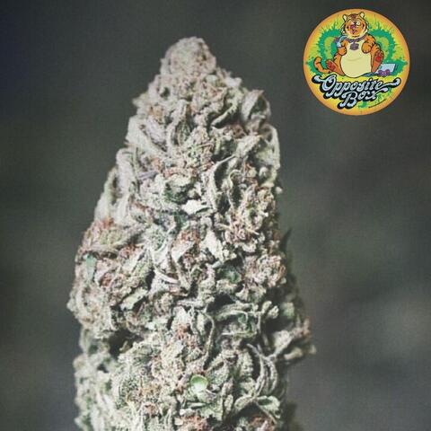 Devil's Lettuce