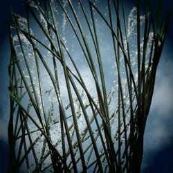 Hall of Mirrors, III: Looking Glass