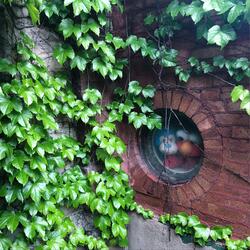 Wolf in Sheep's Clothing