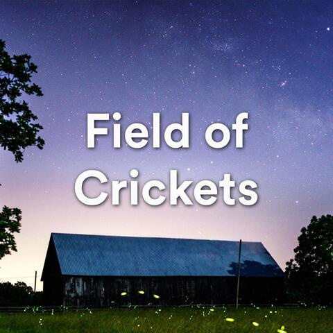 Field of Crickets