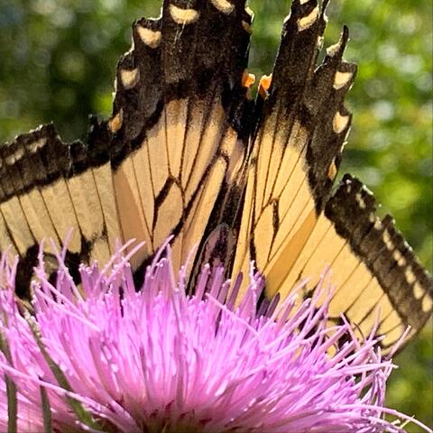Butterfly Baby