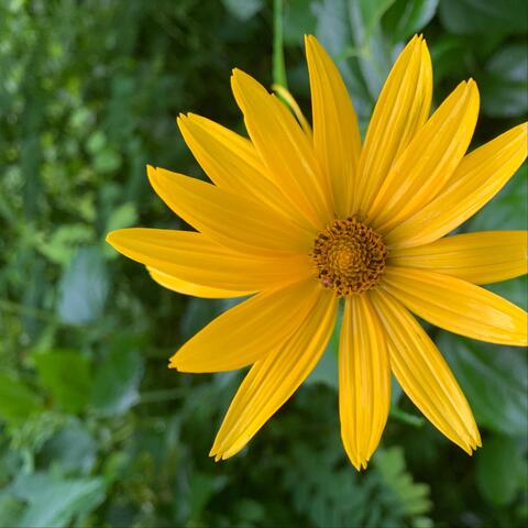 Wildflowers