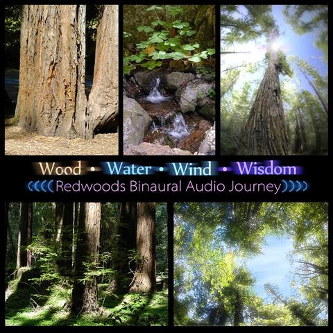 Wood, Water, Wind, Wisdom: Redwoods Binaural Audio Journey