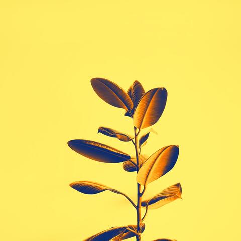 Desire