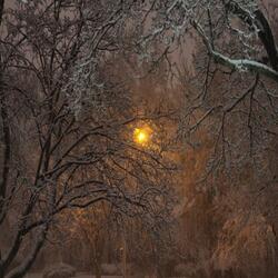 The Restless Night