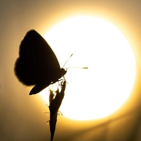 The Soul of the Butterfly