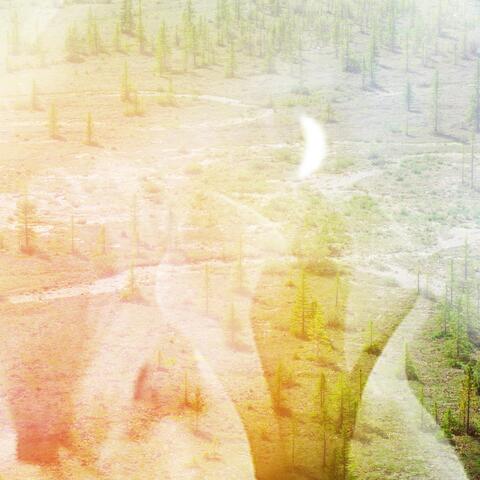 Coniferous