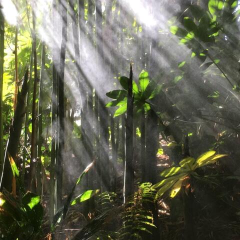 In the Light