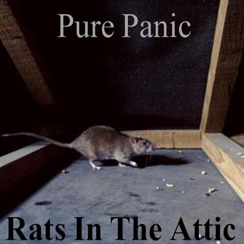 Rats in the Attic