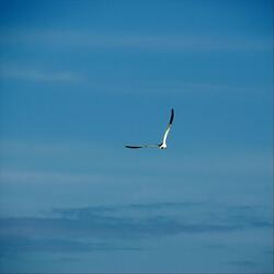 Fly Away