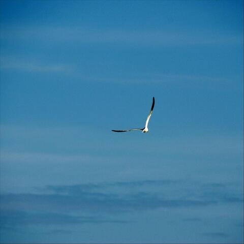 Fly Away