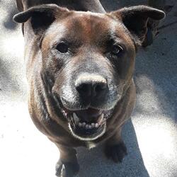 Not a Big Dog (Trumpism)